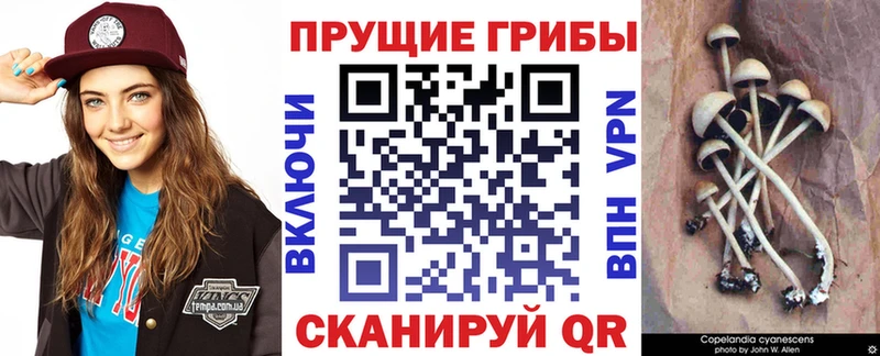 сколько стоит  Бийск  Псилоцибиновые грибы мухоморы 